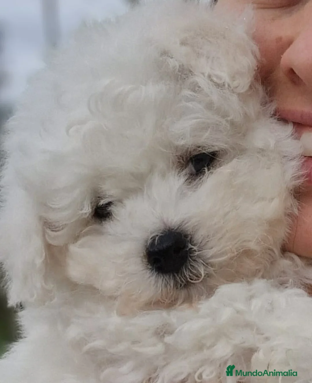 Bichón Frisé perros en venta: Bichon Frise - Anuncio 2