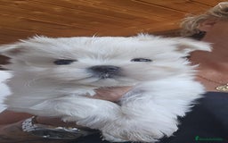 Bichón Maltés perros en venta: EJEMPLARES DE BICHÓN MALTÉS  - Imagen 1