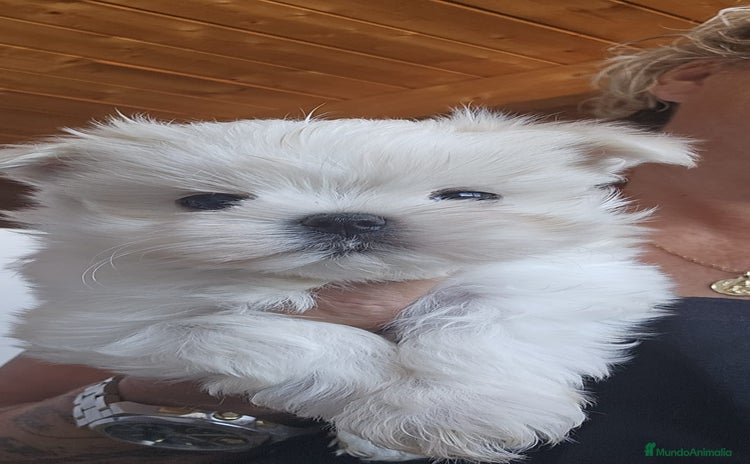 Bichón Maltés perros - Propaganda 7