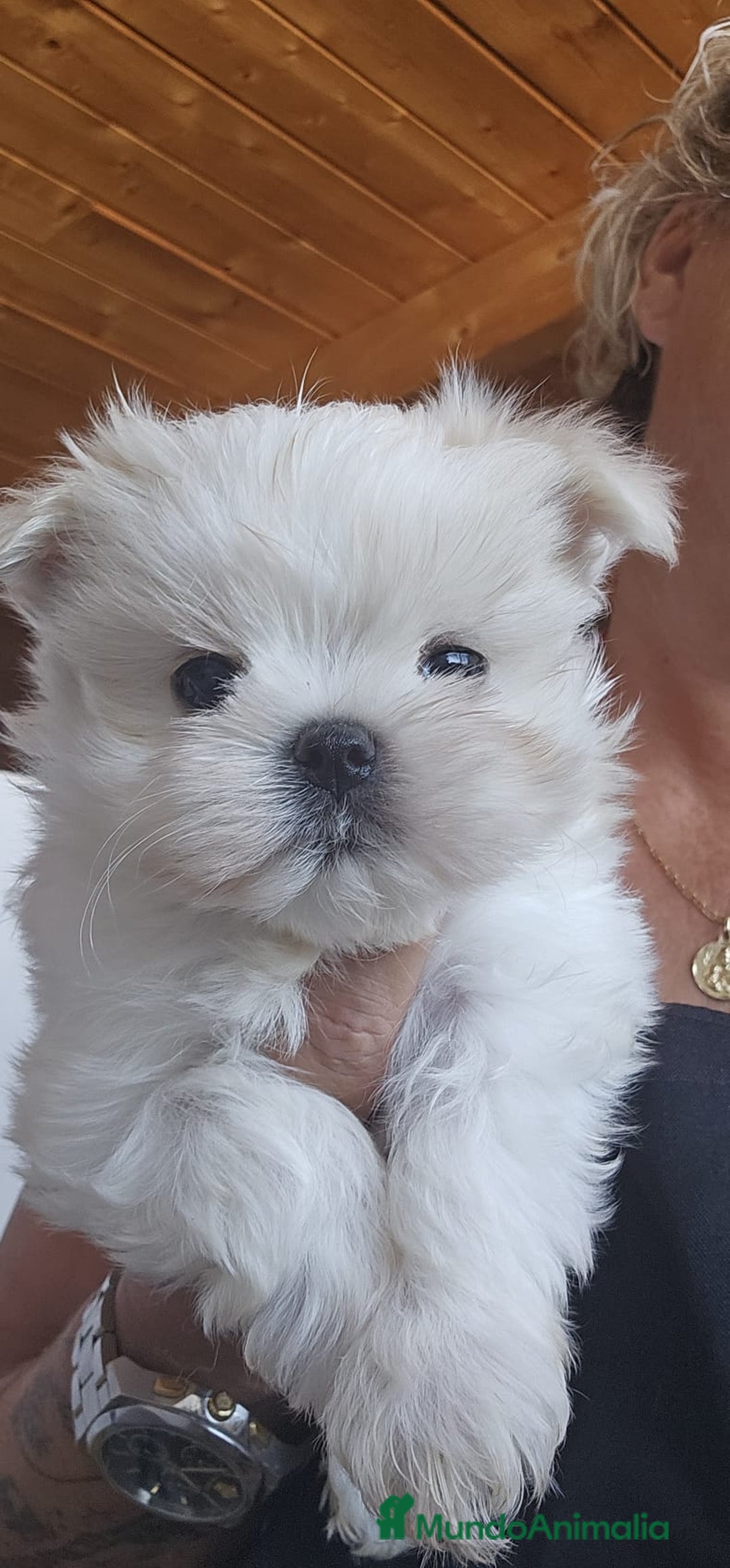 Bichón Maltés perros en venta: EJEMPLARES DE BICHÓN MALTÉS  - Imagen 1