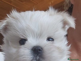 Bichón Maltés perros - Anuncio 36