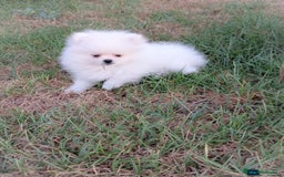 Pomerania perros en venta: Pomerania blanco  - Imagen 2