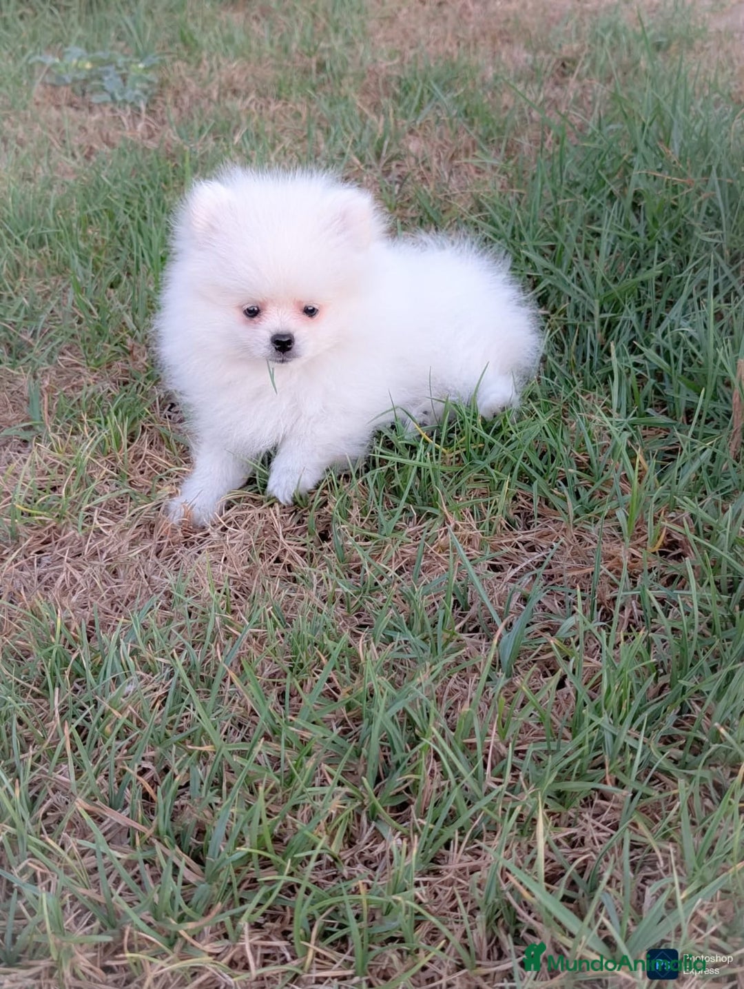 Pomerania perros en venta: Pomerania blanco  - Imagen 2