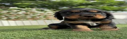 Cocker Spaniel Inglés perros en venta: COCKER SPANIEL INGLÉS  - Anuncio 12