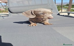 Teckel Miniatura perros en venta: Teckel Hembra Mini Isabella - Imagen 4