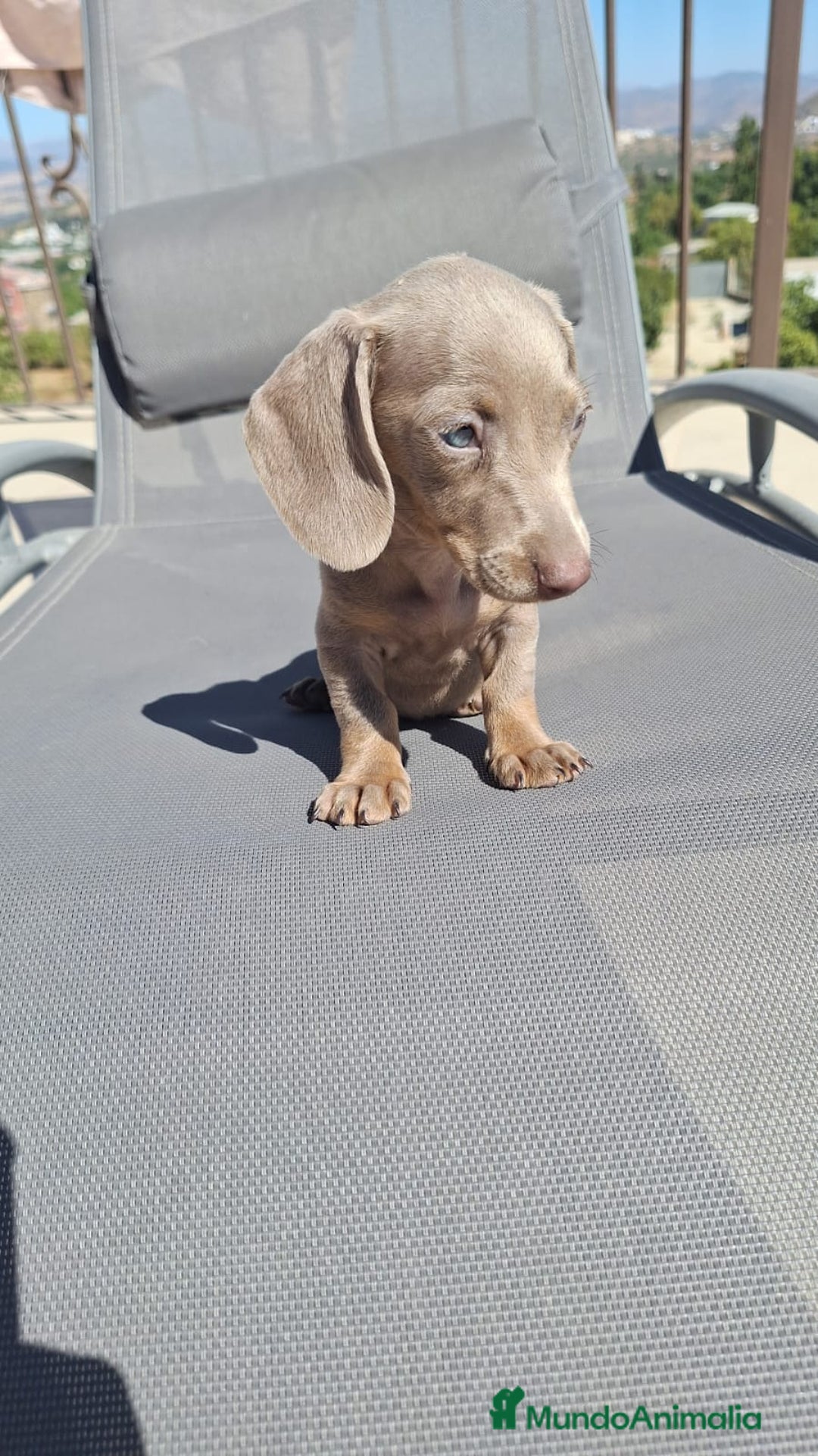 Teckel Miniatura perros en venta: Teckel Hembra Mini Isabella - Imagen 4