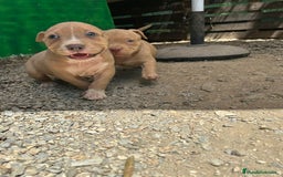American Bully perros en venta: American bully standar  - Imagen 6
