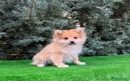 Pomerania perros en venta: Pomerania - Imagen 3