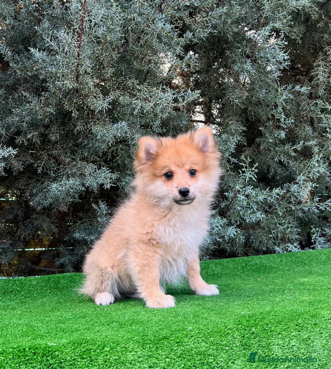Pomerania perros en venta: Pomerania - Imagen 3