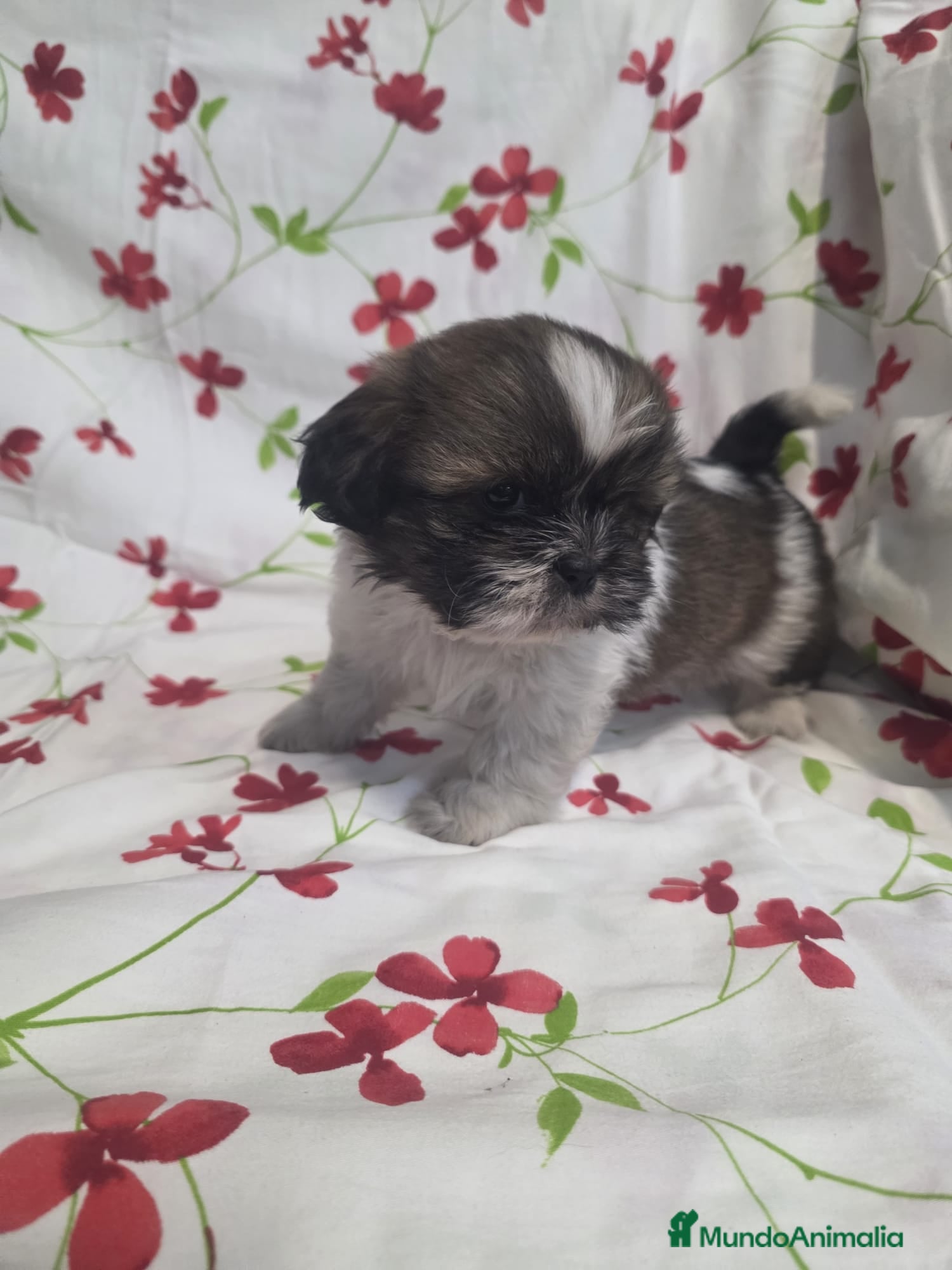Shih Tzu perros shih tzu - Anuncio 1