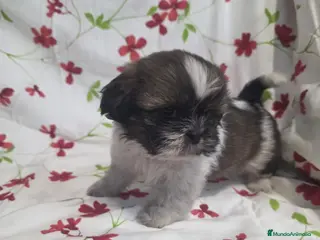 Shih Tzu perros shih tzu - Anuncio 1