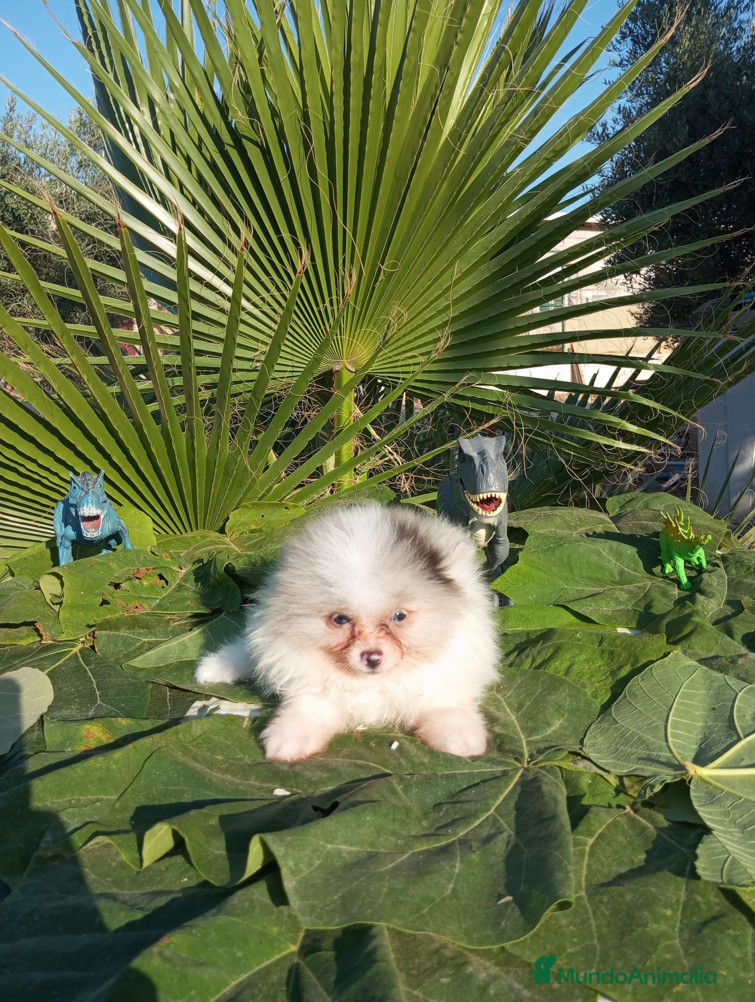 Pomerania perros Pomeranias Toy Toy - Anuncio 1