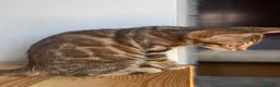 Bengalí gatos en venta: Gata Bengalí – Alta Genética y Crianza Premium - Anuncio 1