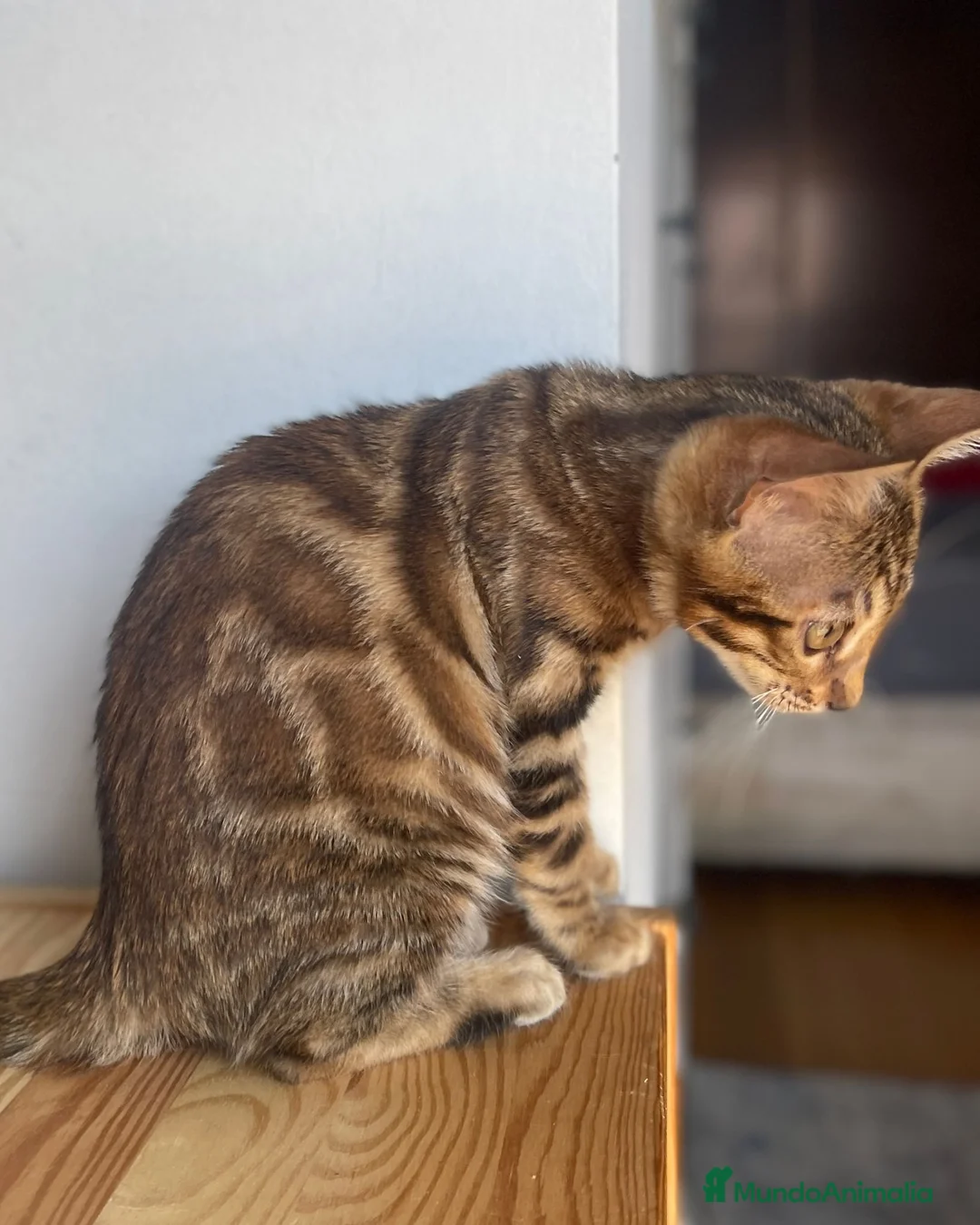 Bengalí gatos en venta: Gata Bengalí – Alta Genética y Crianza Premium - Anuncio 1