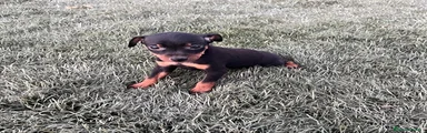 Pinscher Miniatura 4