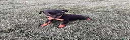Pinscher Miniatura perros en venta: Excelentes cachorros Pinscher en miniatura  - Anuncio 3