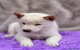 Shiba Inu perros en venta: CAMADA DE SHIBA INU DISPONIBLES - Imagen 3