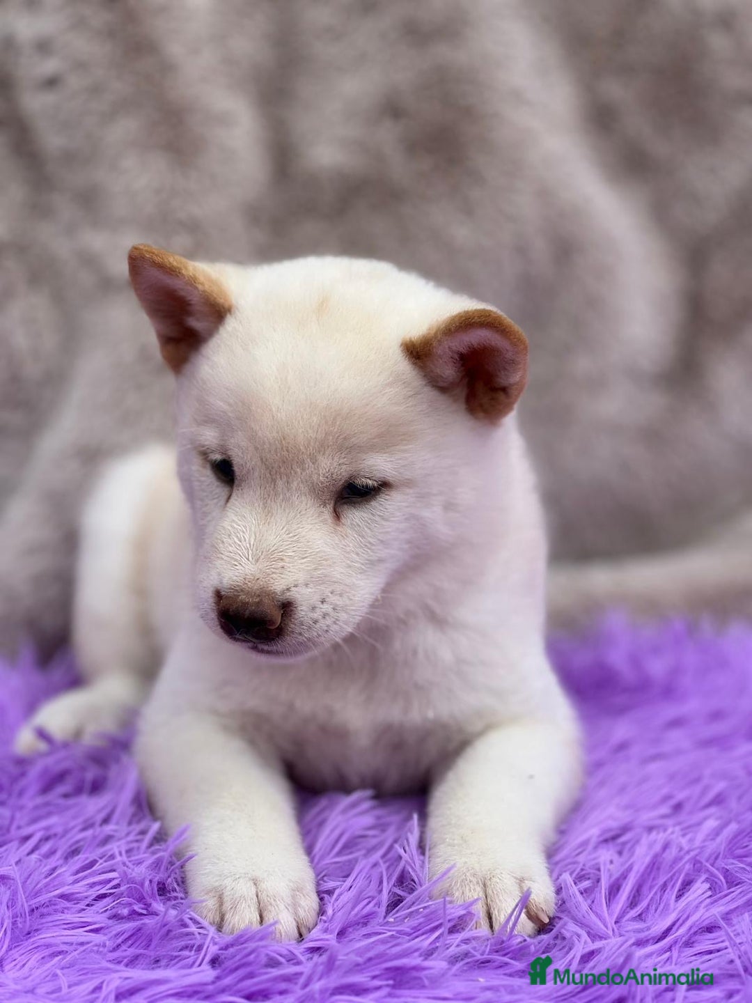 Shiba Inu perros en venta: CAMADA DE SHIBA INU DISPONIBLES - Imagen 3