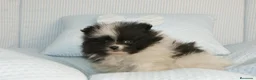 Pomerania perros en venta: CACHORROS DE POMERANIA  - Anuncio 23
