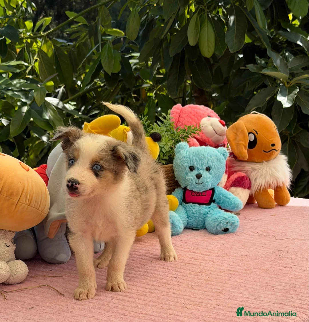 Border Collie perros en venta: Border collie merle machos - Anuncio 2