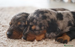 Teckel Miniatura perros en venta: 🐾 Delfina y Fina – Teckel miniatura 🐾 - Imagen 7