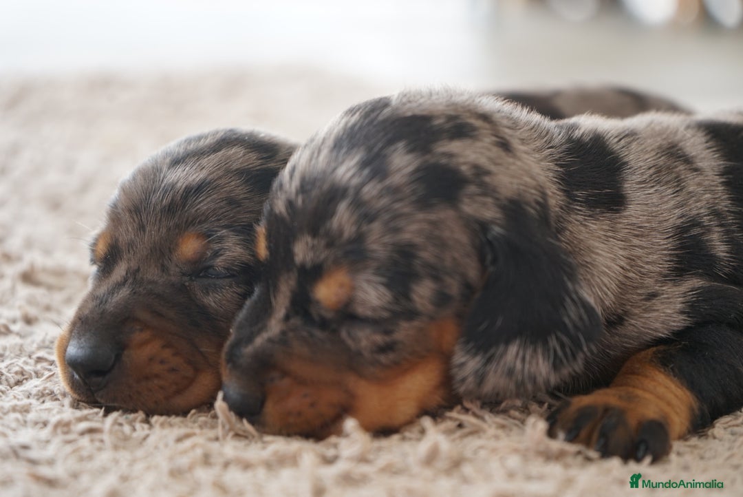 Teckel Miniatura perros en venta: 🐾 Delfina y Fina – Teckel miniatura 🐾 - Imagen 7
