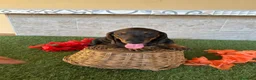 Teckel perros en venta: Preciosos Teckel pelo corto  - Anuncio 5