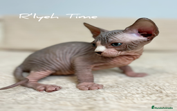 Sphynx gatos en venta: Sphynx  - Imagen 2