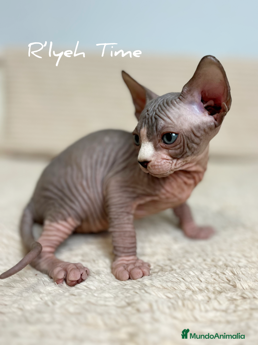 Sphynx gatos en venta: Sphynx  - Imagen 2