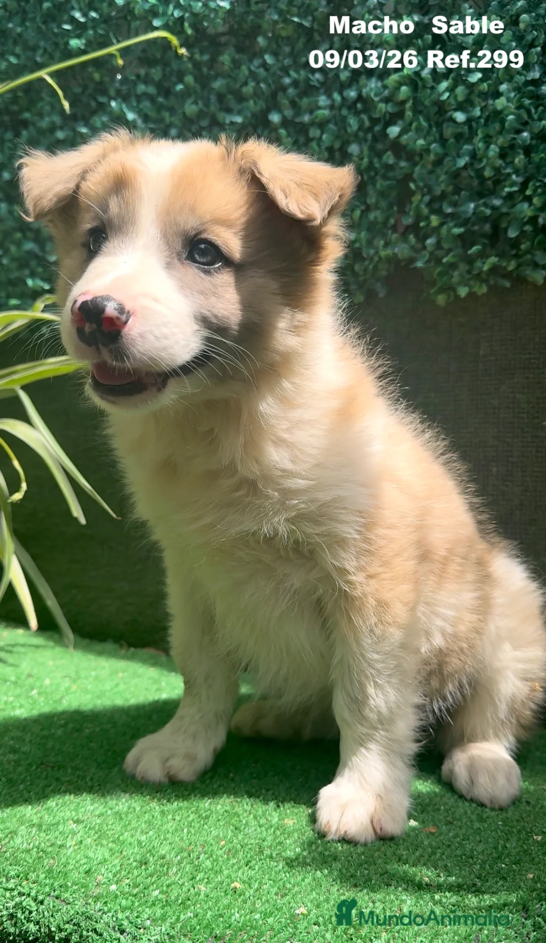 Border Collie perros en venta: BORDER COLLIE DE VILLA BIZNAGA - Anuncio 2