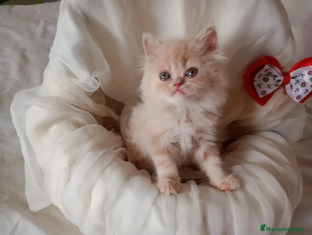Persa gatos en venta: Disponible gatitos persa  - Anuncio 1