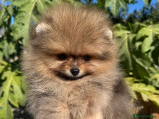 Pomerania perros POMERANIA SUPER MINI - Anuncio 1