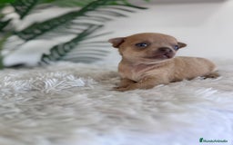 Chihuahua perros en venta: CHIHUAHUA MACHO-OJOS AZULES - Imagen 11