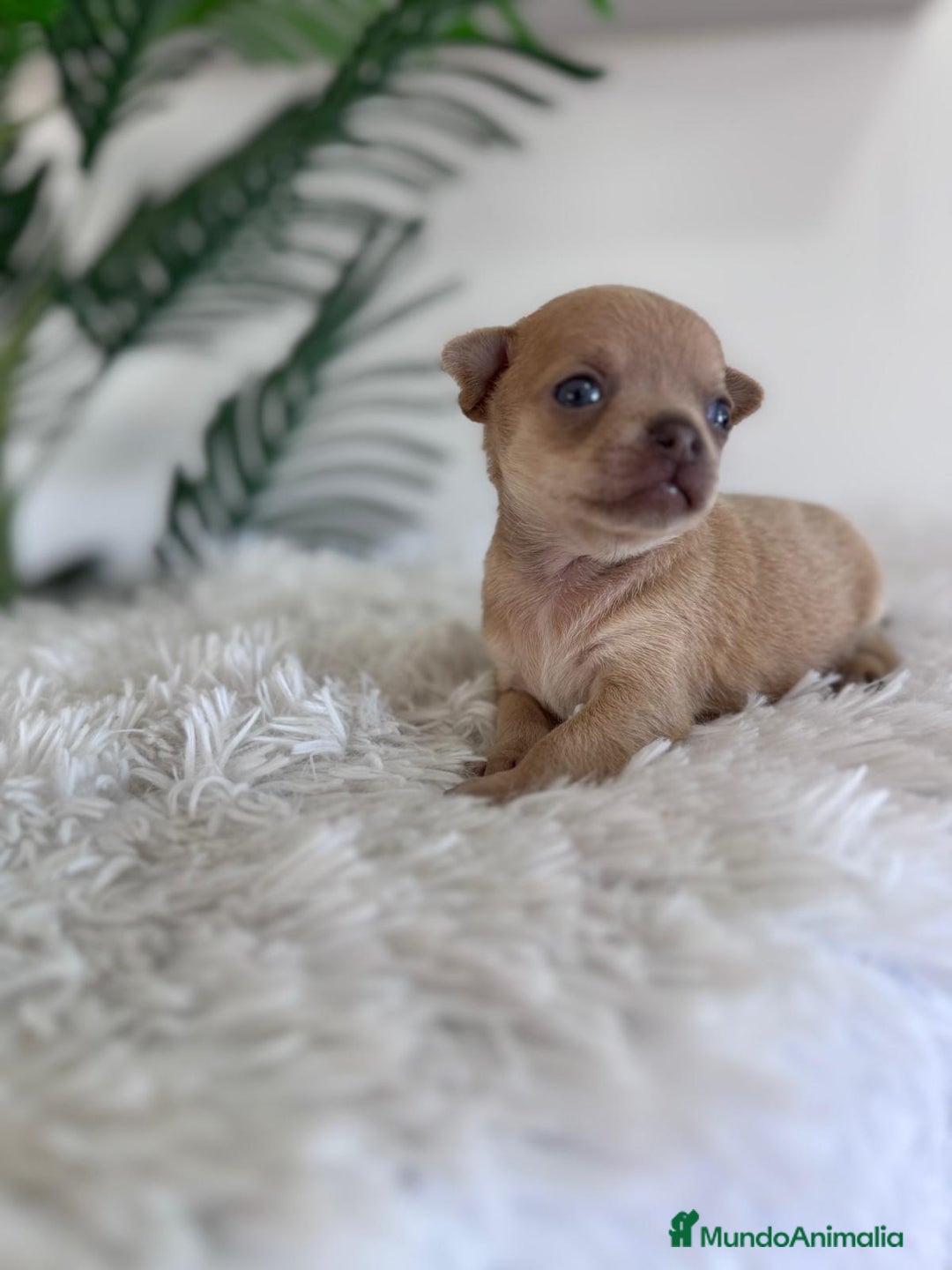 Chihuahua perros en venta: CHIHUAHUA MACHO-OJOS AZULES - Imagen 11