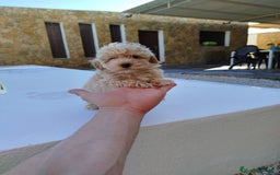 Maltipoo perros en venta: Maltipoo toy  - Imagen 1