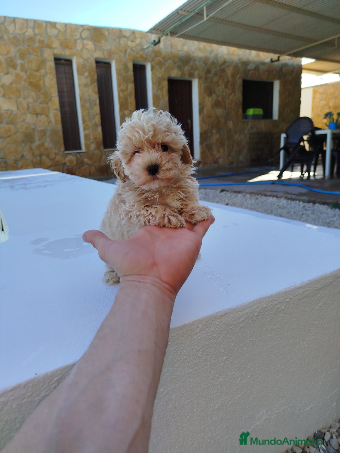 Maltipoo perros en venta: Maltipoo toy  - Imagen 1