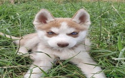 Husky Siberiano perros en venta: CAMADA DE HUSKY SIBERIANO PRECIOSO - Anuncio 1