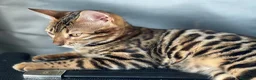 Bengalí gatos en venta: Gatita Bengalí - Anuncio 6