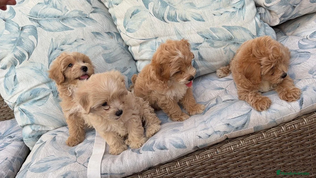 Maltipoo perros en venta: Maltipoo machos disponibles - Anuncio 8