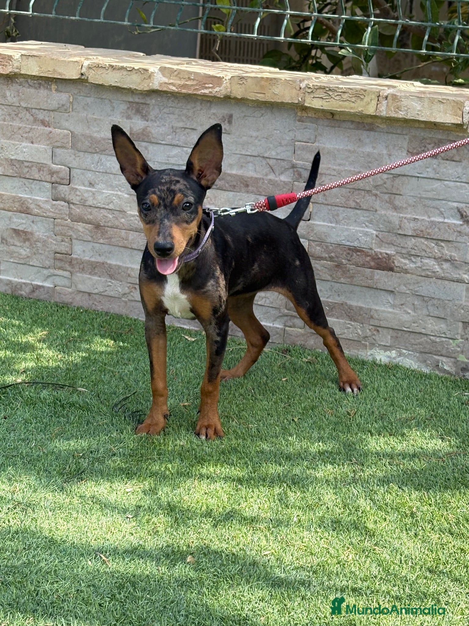 Gos Rater Valencià perros Cachorra ratonera valenciana merle  - Anuncio 1
