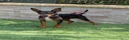 Gos Rater Valencià perros en venta: Cachorra ratonera valenciana merle  - Anuncio 1