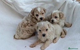 Maltipoo perros en venta: LINDA HEMBRITA MALTIPOO - Imagen 2