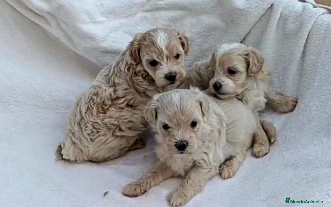 Maltipoo perros en venta: LINDA HEMBRITA MALTIPOO - Imagen 2