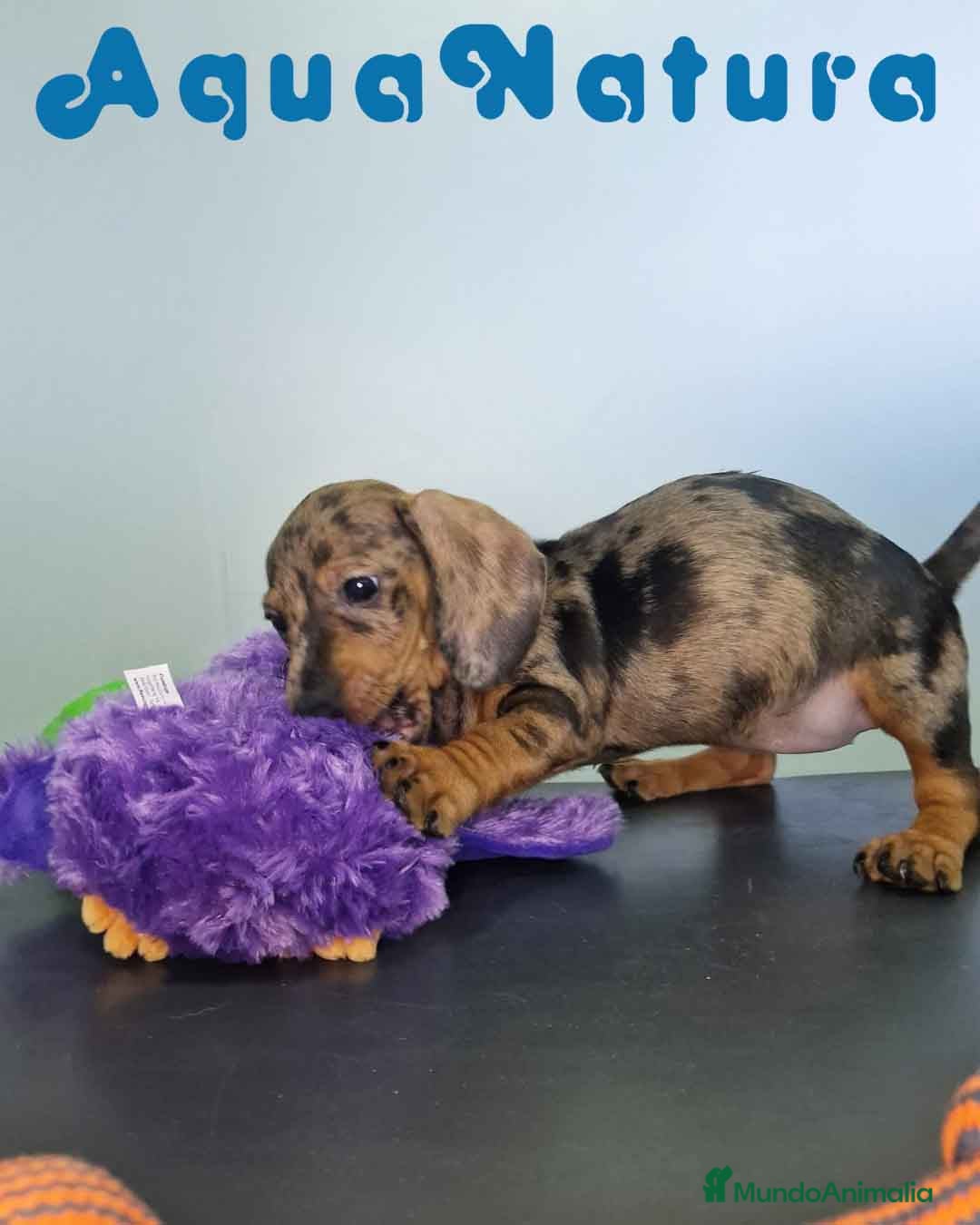 Teckel Miniatura perros en venta: Teckel Hembra 4459 AQUANATURA - Imagen 2