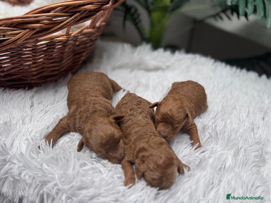 Caniche Toy perros en venta: CANICHE TOY MACHO - Anuncio 4