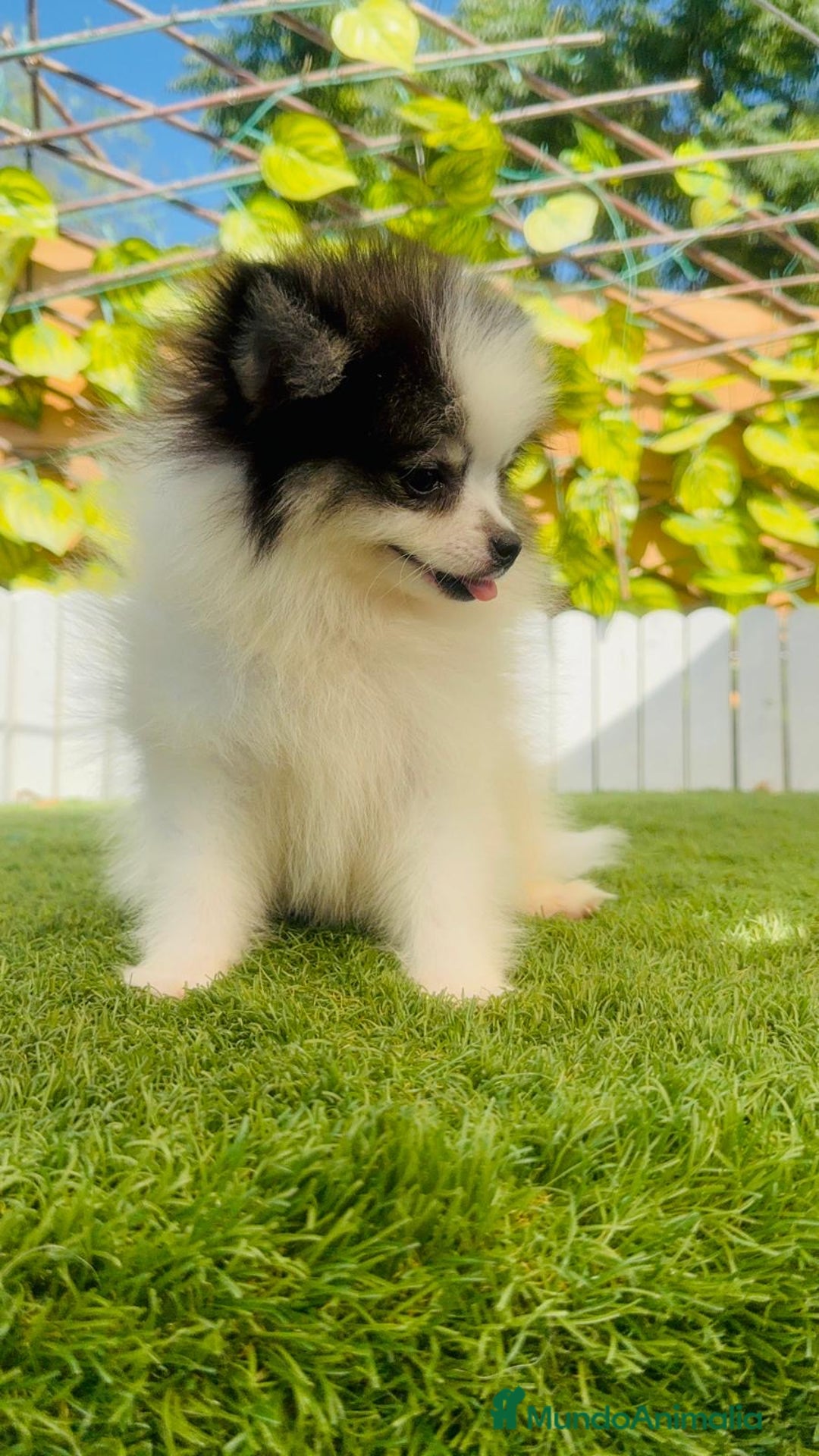 Pomerania perros en venta: POMERANIA HEMBRA ENVIOS A TODA ESPAÑA - Imagen 18