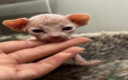 Sphynx gatos en venta: Camada sphynx  - Imagen 3