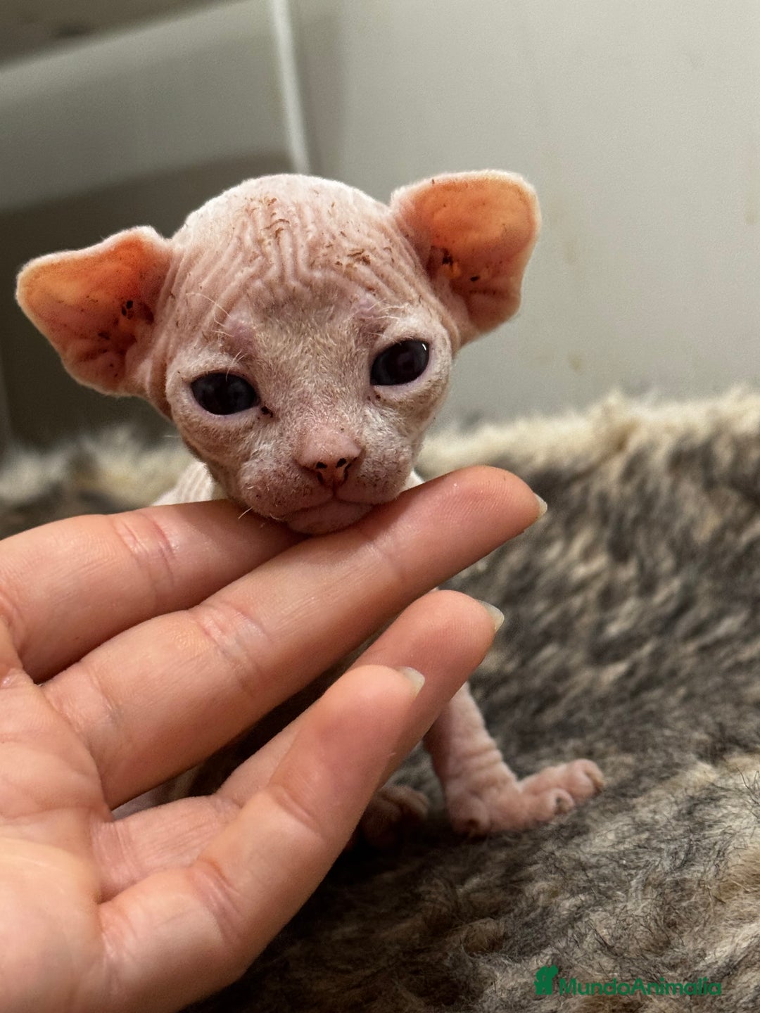 Sphynx gatos en venta: Camada sphynx  - Imagen 3