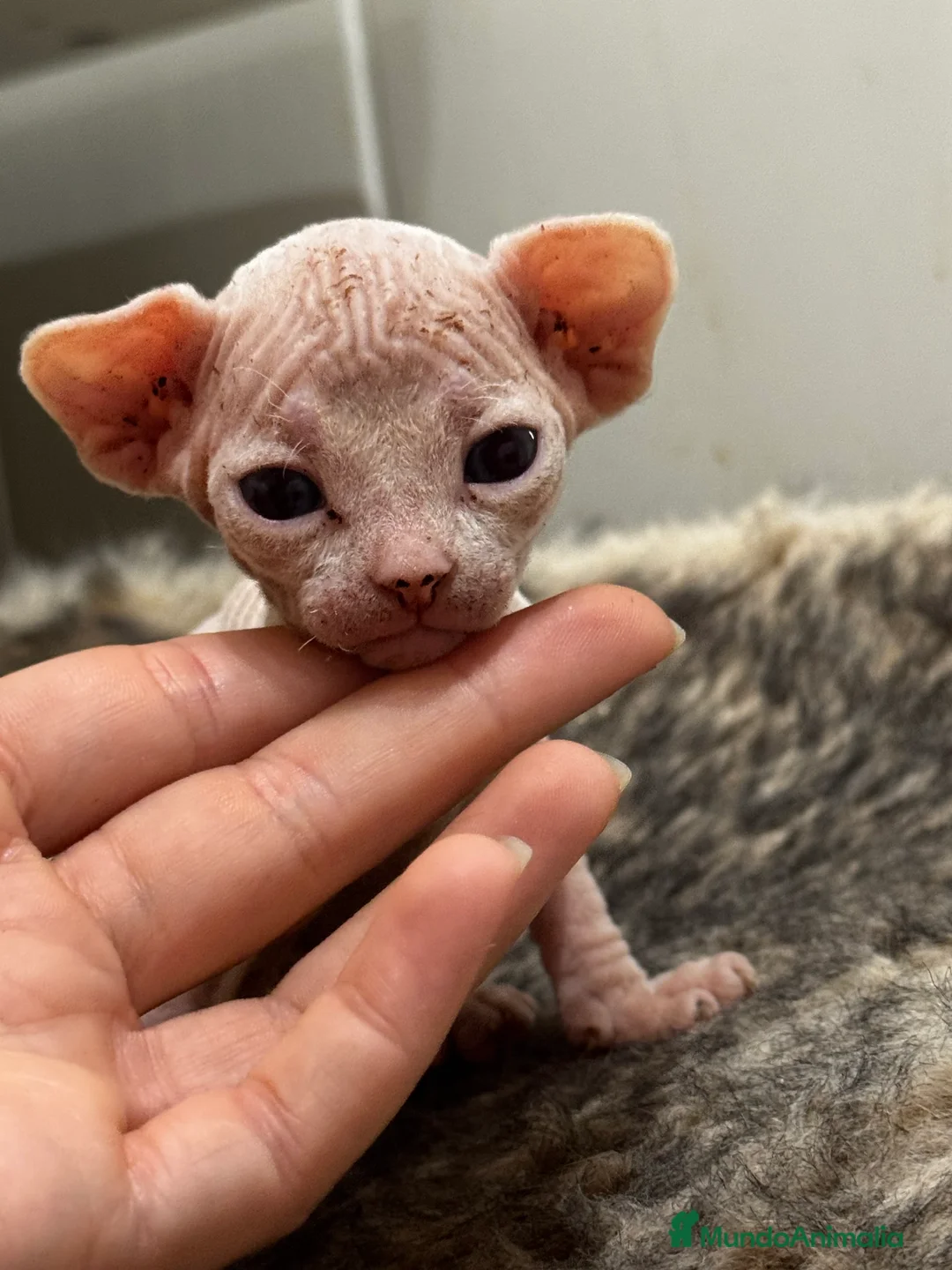 Sphynx gatos en venta: Camada sphynx  - Anuncio 3