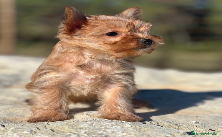 Yorkshire Terrier perros - Anuncio 8